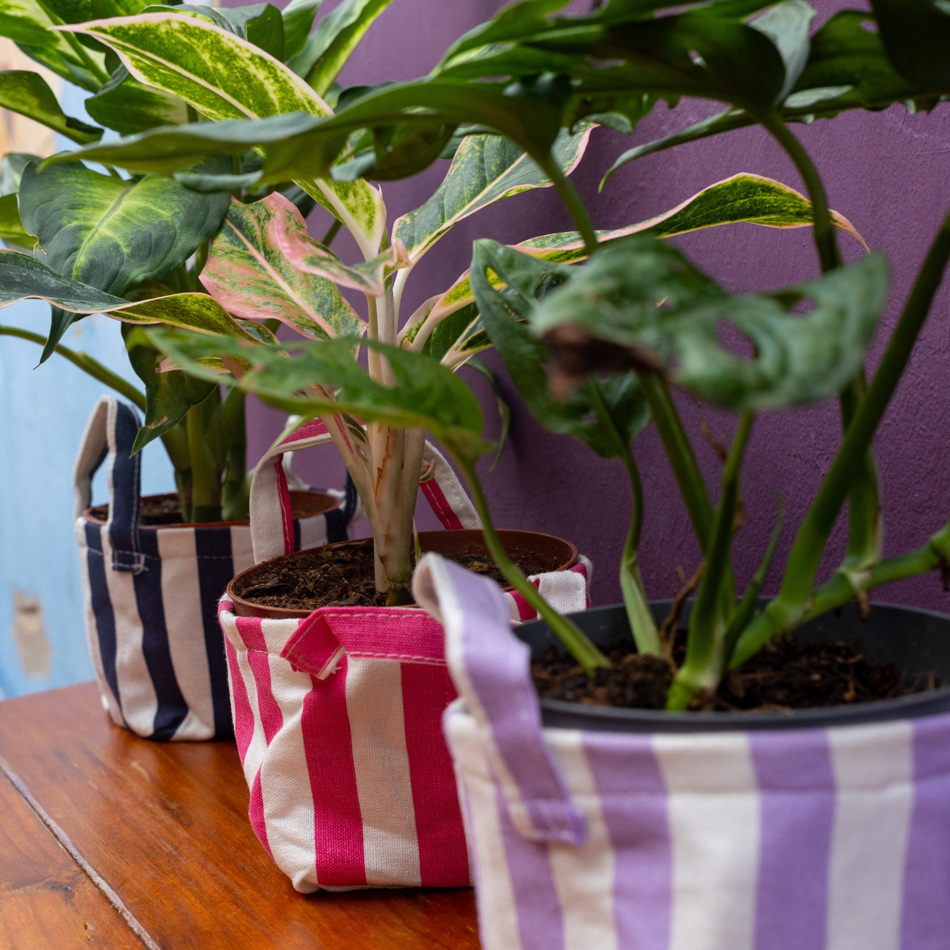 Home & Breeze Plant – Island Welcome