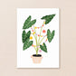 Party Plant | Kamerplanten